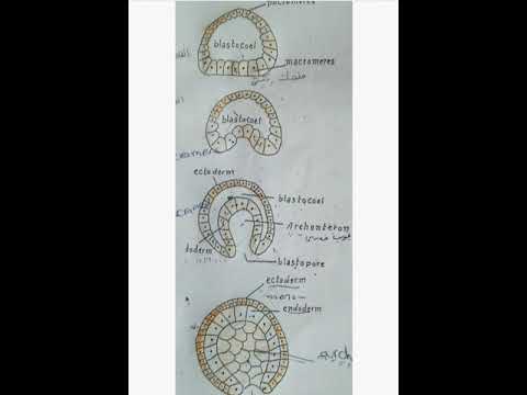 مراحل التطور الجنيني Gastrulation of Amphioxus