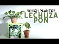 Which Plants In Lechuza Pon | Planting Plants | Semi Hydroponics | Hydro