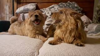 Norwich terrier mother and son play and talk