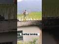 Why do the Chinese cultivate rice this way?#shortvideo