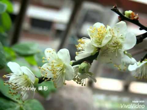 情字這條路Shirley攝影鋼琴配樂自彈+陽臺梅花精選潘月雲原唱