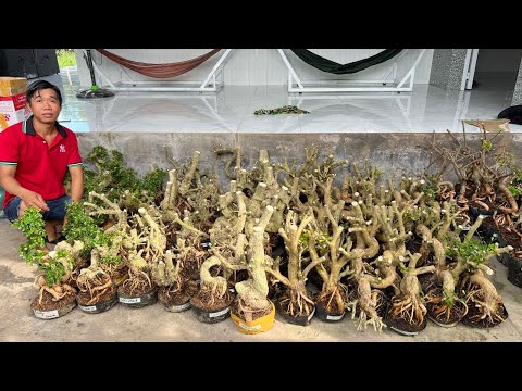 Video Cần Thăng, Sam, Me, Hoa Giấy - giá rẻ ngày 26/9 [0783... - youtube