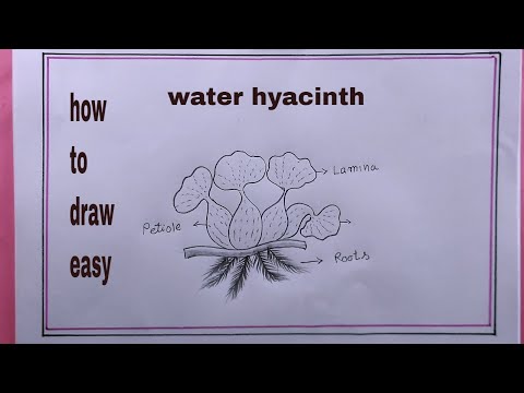 The Process of Drawing Water Hyacinth Step by Step (proses menggambar  enceng gondok) - YouTube