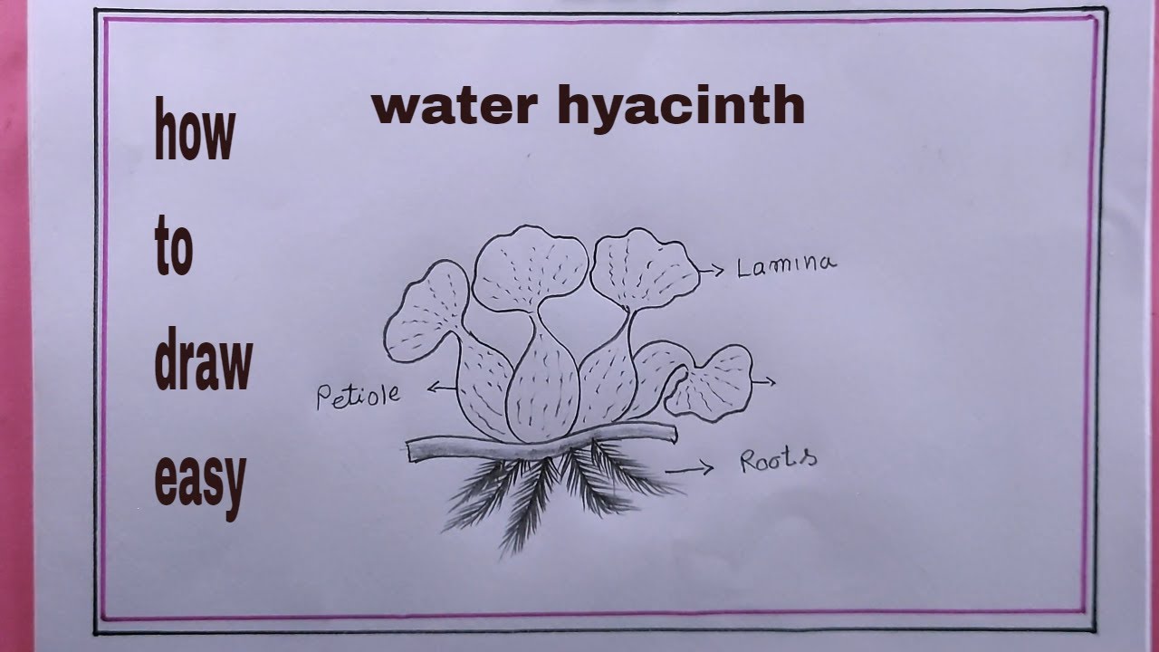 Common water hyacinth, Eichhornia crassipes - Isa Loureiro scientific  illustration