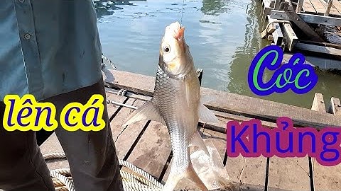CÂU CÁ DÍNH CÁ CÓC,CÁ SỬU,CÁ TRA,CÁ DẢNH...KHIẾP |NGUYỄN ĐỢI|