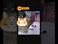 قط مشاغب سمع صوت الكف A Naughty Cat Heard The Sound Of The Palm قط مشاغب سمع صوت الكف A Naughty Cat Heard The Sound Of The Palm