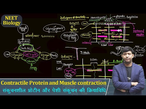 संकुचनशील प्रोटीन और पेशी संकुचन की क्रियाविधि | Contractile Protein and Muscle contraction