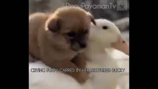 Duck Love To Carry The Crying Puppies