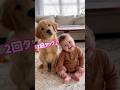 【尊い】完全シンクロで首を傾げるゴールデンと赤ちゃん👶🐶 [SO CUTE] Golden Retriever and Baby Tilt Their Heads in Perfect Sync