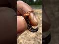 Dealing with an Eastern Cicada Killer 🐝