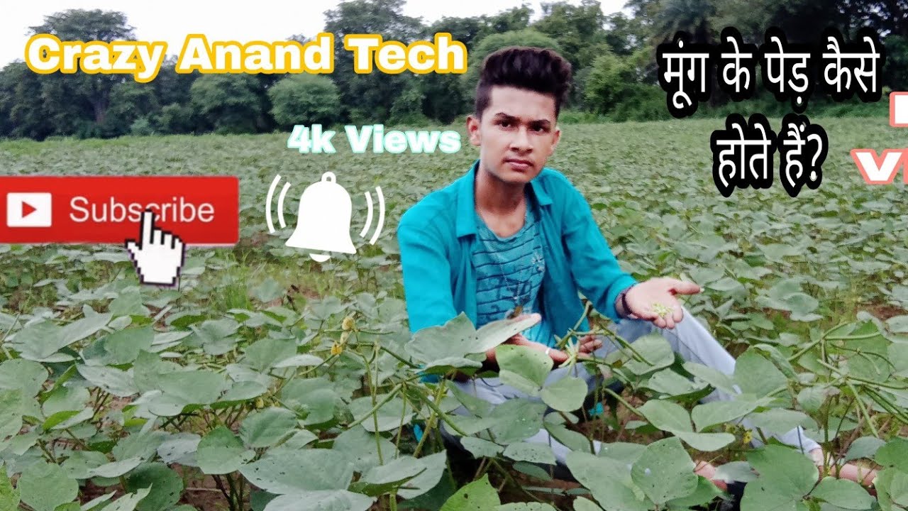 मूंग के पेड़ कैसे होते हैं ? पूरा विडियो😇😇 Crazy Anand Tech - YouTube