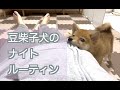 豆柴子犬と過ごすある夜の記録です！【ナイトルーティン】
