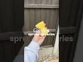 GARDEN SPRUCE UP part 2 | the best hack to paint your garden fence! 🎨🤎 #garden #gardeningtips