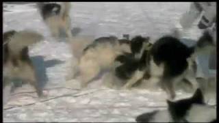 Wolves Attack Humans and Sled-dogs (test , intimidation \& évaluation )
