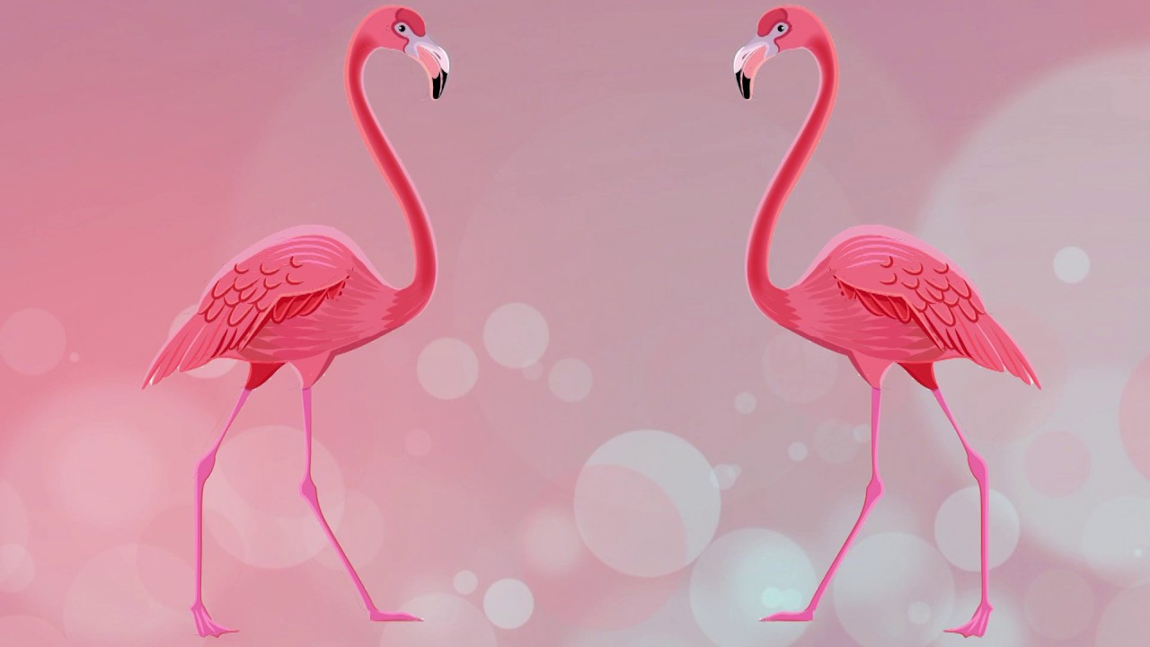 Фламинго танцует. Танец Фламинго. Танцующий Фламинго. Розовый Фламинго рисунок. Танцы коллективные Фламинго.