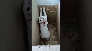 Zeus cat new scratching post 🤣😅asmr