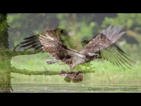 Raptors of the Highlands with Speyside Wildlife