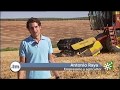 Recolección de trigo duro en Santaella (Córdoba). Emprendedor alquila maquinaria agrícola