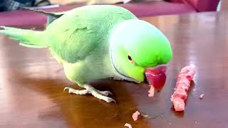 funny parrot talking & dancing funny pet video intelligent parrot screenshot 2