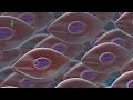 Stem Cell Banking in Oklahoma City, OK | Oral Surgery Specialists of Oklahoma