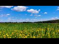 Spring meadow and birds singing. The sounds of nature and the atmosphere for relax, stress relief.