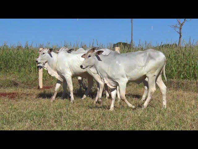 LOTE 32   414 17 485 56 472 mp4