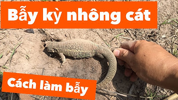 Cách Làm Dây Thòng Lọng Bẫy Kỳ Nhông đơn Giản Mà Hiệu Quả.