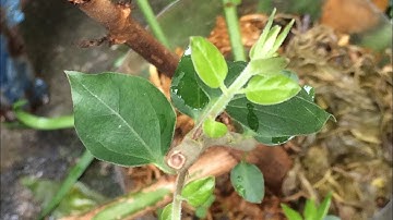 Chia sẻ cách giâm cành nguyệt quế