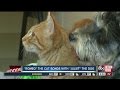 &quot;Romeo&quot; the cat, bonds with &quot;Juliet&quot; the dog