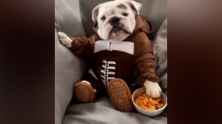 Pretending to put your dog on a diet | TikTok Dogs #3