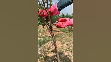 death plum tree pruning for Maximum Growth #satisfying #pruning #shorts