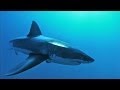 Shark Sensory Systems and Hunting