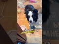 Ce Border Collie a époustouflé tout le monde en faisant TOUT ÇA ! 🤯💛 #animauxmignons #animauxmalins