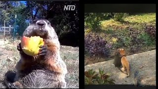 F&Canimals enjoy watching so cute and funny animals 😅🥰🥰😅
