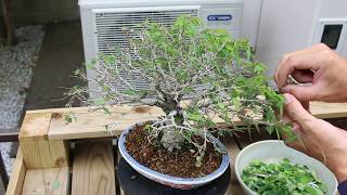 Bonsai 盆栽 欅 葉刈り Youtube
