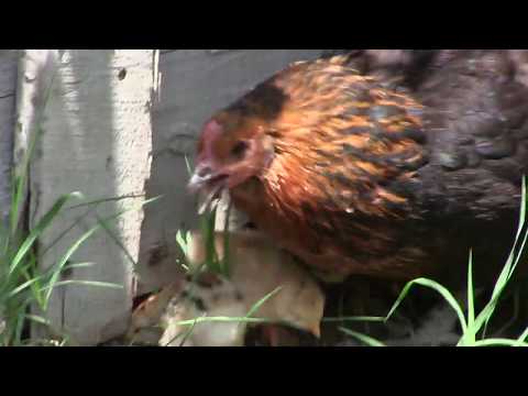 კრუხი და წიწილები გამოვიყვანე სასეირნოდ.