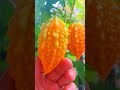 Momordica Charantia #shorts #fruit #frutas #nature