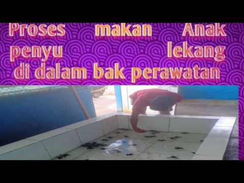 Video: Cara Memelihara Penyu Di Rumah