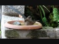 Baño de aves en el jardín