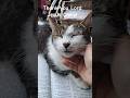 Psalm 4 KJV and my cat listening