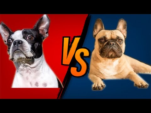 Video: Kuyruklu Boston Terrier!