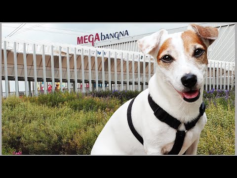 พาหมาคูโม๊ะเที่ยว Mega Park กลับโดนแกล้งซะงั้น! | KumoFunDay EP.2