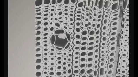 3D modeling of microstructure of representative coniferous tree