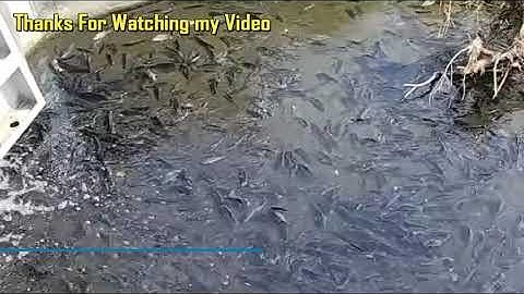 Amazing Cast Net Fishing Skill Catch Giant Fish -Awesome Traditional Net Fishing on The River Part20