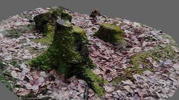 Meshroom - Tree Trunk Photogrammetry #2