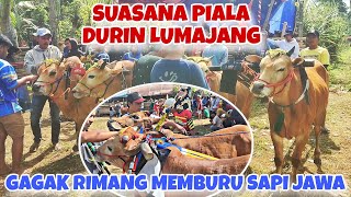 Download Lagu SUASANA PAGI PIALA DURIN LUMAJANG || FULL SAPI BESAR, ADA PASUKAN GAGAK RIMANG 🔥🔥, KEJUTAN 2025 🔥 MP3 Download Lagu SUASANA PAGI PIALA DURIN LUMAJANG || FULL SAPI BESAR, ADA PASUKAN GAGAK RIMANG 🔥🔥, KEJUTAN 2025 🔥 MP3