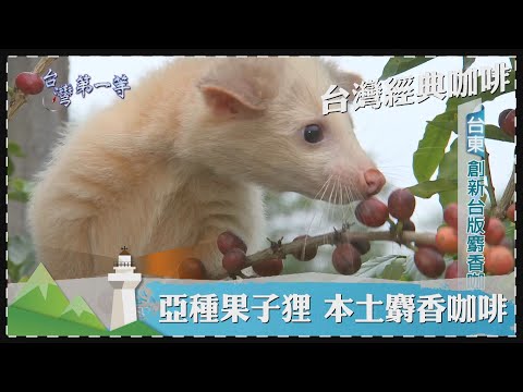 台灣第一等【台灣獨有種 果子狸麝香咖啡／治時代種植百年咖啡老樹 原鄉極品咖啡】 _精選特輯