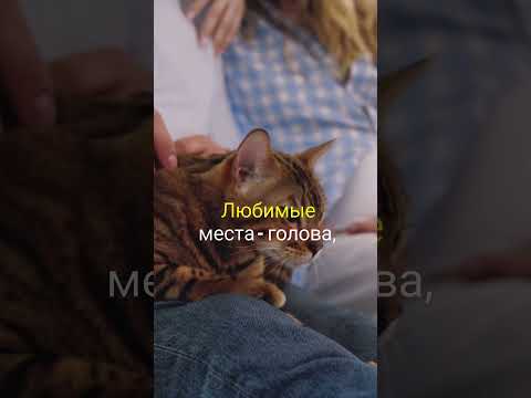 Как правильно гладить кота!