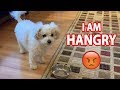 Hungry dog throws empty bowl at human i am hangry