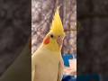 Just a banana  rio baby rio cockatiel  parrot pets  youtubeshorts